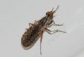 Euthycera alaris